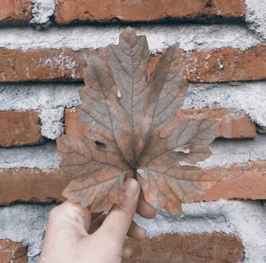 Close-up of hand holding maple leaf on brick wall