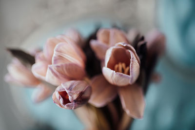 Close-up of flower on plant