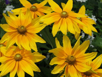 Close-up of yellow daisy flowers