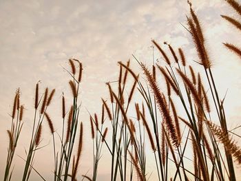 Close-up of stalks against sky