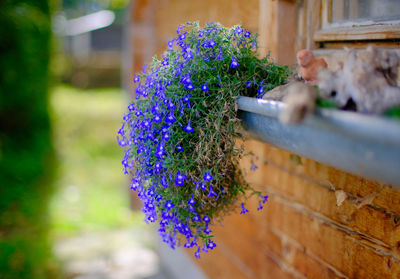 Close-up of purple flowering plant