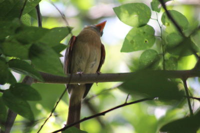 Close-up of bird perching on branch