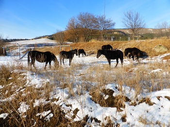 Horses on a field