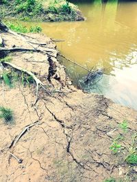 High angle view of dead tree on lake