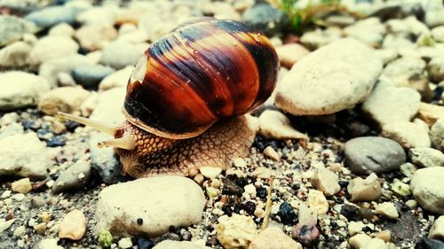 Close-up of snail on ground