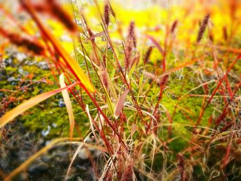 Close-up of fresh plant in field