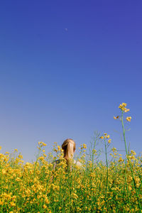 Rear view of young woman standing amidst oilseed rape