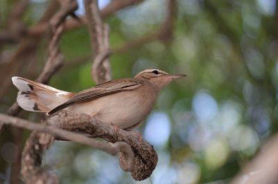 Close-up of bird perching on tree