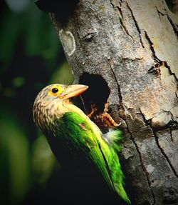 Nesting of lineated barbet bird in summertime