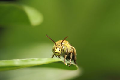 Close-up of insect on flower