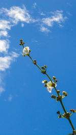 Close-up of white flowering plant against sky