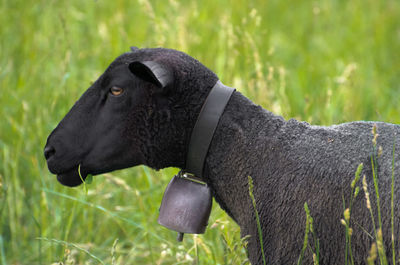 Close-up of black sheep with bell standing on grassy field