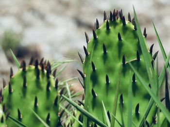 Close-up of cactus plant growing on field