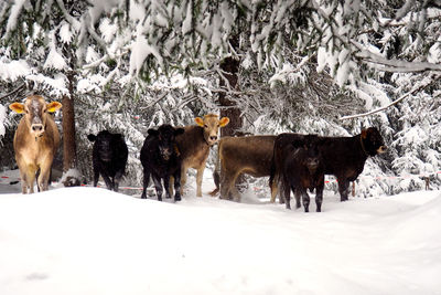 Cows on snow during winter