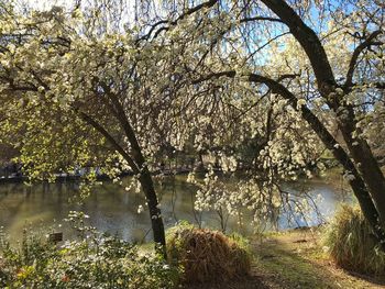 Scenic view of lake amidst trees