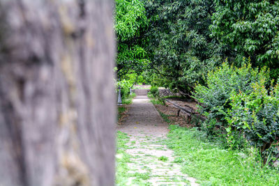 Footpath amidst trees in forest