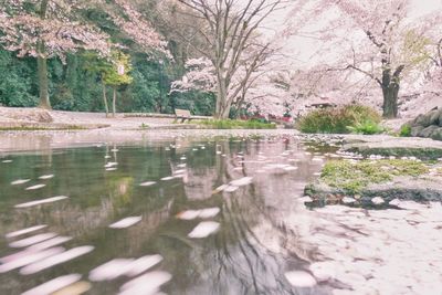 Scenic view of lake by trees