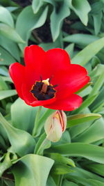 Close-up of red flower