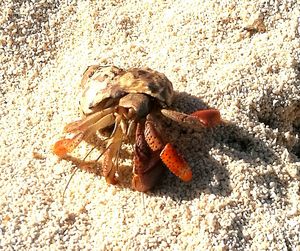 Close-up of crab on sand