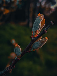 Close-up of berries on plant