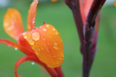 Close-up of raindrops on orange flower