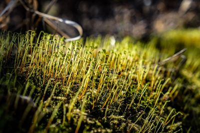 Close-up of plants growing on field