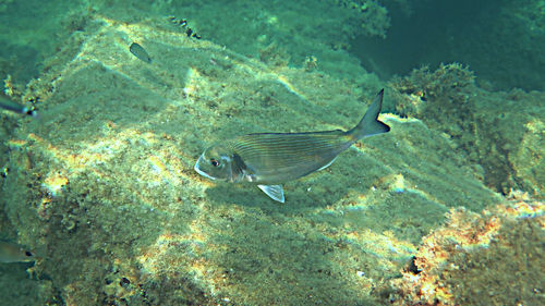 Close-up of fish swimming in sea