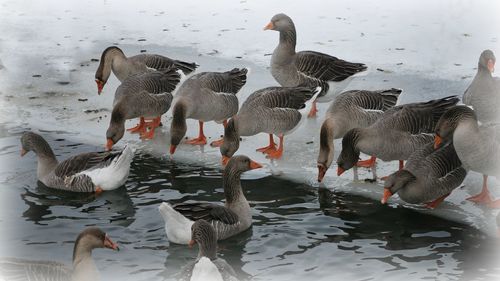 Birds in water