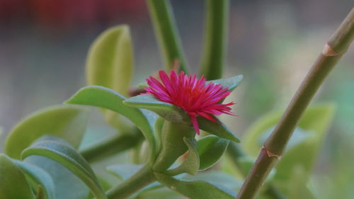 Close-up of flower blooming outdoors