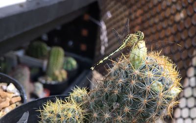 Close-up of cactus plant