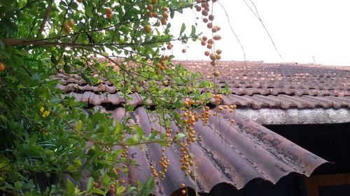 Low angle view of plants