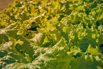 Close-up of green leaves on plant