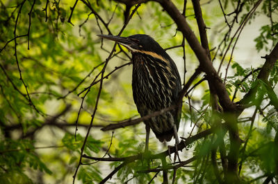 Close-up of bird perching on branch