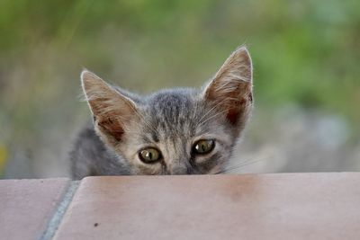 Close-up portrait of cat