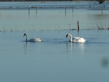 Swans swimming in lake