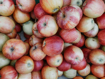 Fresh juicy apples on the counter of the farmers' market. autumn harvest of apples. 