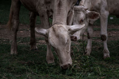 Close-up of cows grazing in field