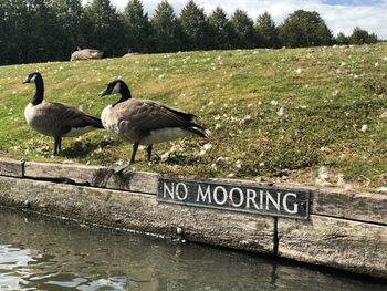 Birds perching on a lake