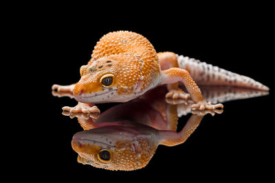 Close-up of lizard against black background