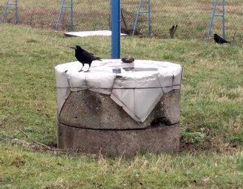 Bird on grassy field