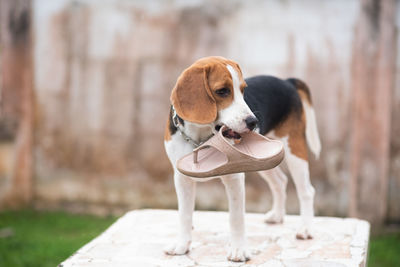 Dog carrying footwear in mouth