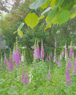 Pink flowers blooming in park