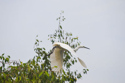 Little egret flying