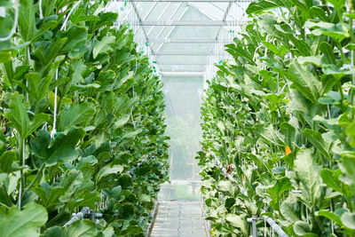 Close-up of plants in greenhouse