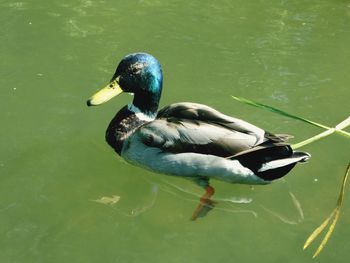 High angle view of mallard duck swimming in lake
