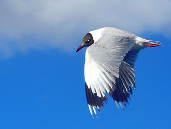 Low angle view of seagull flying