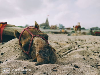 Close-up of a horse on the beach