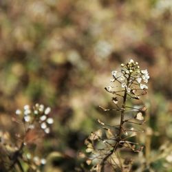 Close-up of plant