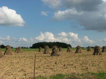 View of sheep on field against sky