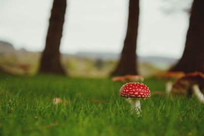 Close-up of fly agaric mushroom on field